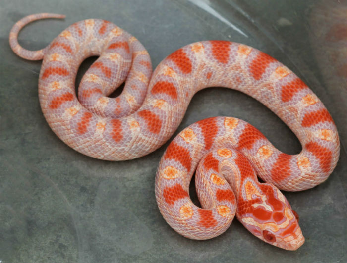 Reverse Okeetee Corn Snake